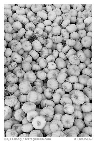 Pletora of small pumpkins. California, USA (black and white)