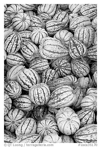 Small squashes. California, USA (black and white)