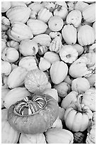 Small squashes and pumpkins. California, USA ( black and white)
