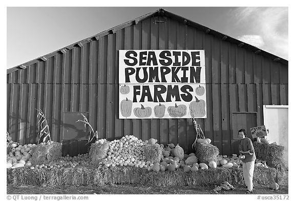 Woman checking out pumpkins in front of red barn. California, USA (black and white)