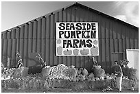 Woman checking out pumpkins in front of red barn. California, USA (black and white)