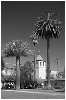 Palm trees and mission, Santa Clara University. Santa Clara,  California, USA ( black and white)