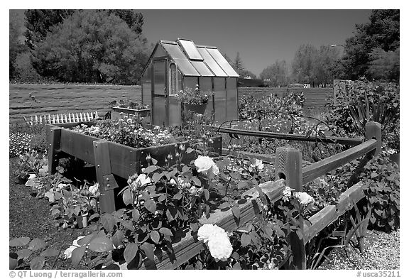 Roses and small shed, Sunset Gardens. Menlo Park,  California, USA