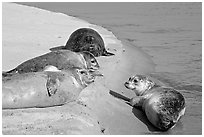 Two seals, Pescadero Creek State Beach. San Mateo County, California, USA (black and white)
