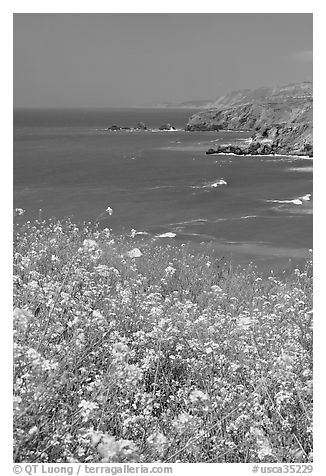 Yellow mustard flowers, coastline with cliffs, Pacifica. San Mateo County, California, USA (black and white)