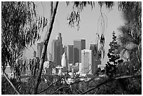 Downtown skyline seen through trees. Los Angeles, California, USA (black and white)