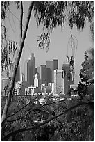Skyline through trees. Los Angeles, California, USA ( black and white)