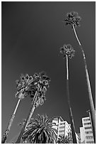 Palm trees and hotels. Santa Monica, Los Angeles, California, USA (black and white)