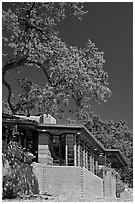 House with tree growing from within, Hanna House, Frank Lloyd Wright architect. Stanford University, California, USA ( black and white)