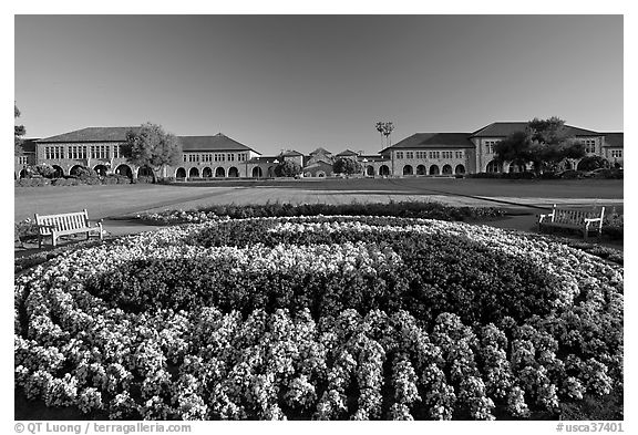 Stanford University S logo in flowers and main Quad. Stanford University, California, USA (black and white)