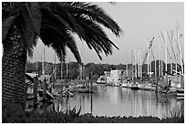 Palm tree and marina. Redwood City,  California, USA ( black and white)