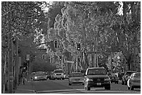 El Camino Real bordered by Eucalyptus trees. Burlingame,  California, USA ( black and white)
