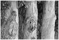 Three Eucalyptus tree trunks. Burlingame,  California, USA ( black and white)