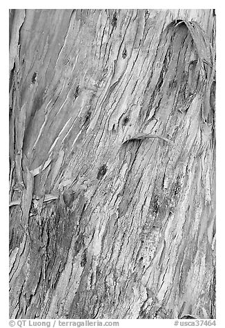 Bark of ucalyptus tree trunk. Burlingame,  California, USA