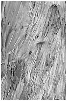 Bark of ucalyptus tree trunk. Burlingame,  California, USA (black and white)