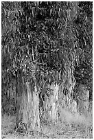Base of Eucalyptus trees. Burlingame,  California, USA ( black and white)