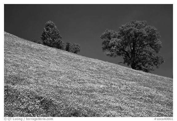 Poppies and Oak trees on hillside. El Portal, California, USA (black and white)
