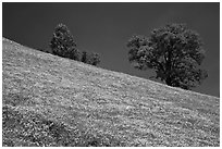 Poppies and Oak trees on hillside. El Portal, California, USA ( black and white)