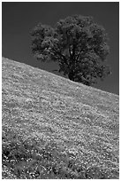 Hillside with California Poppies and oak tree. El Portal, California, USA ( black and white)
