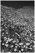 Hills covered with poppies and lupine. El Portal, California, USA (black and white)