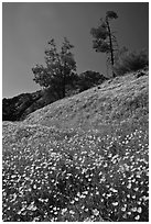 Hills with carpets of flowers and trees. El Portal, California, USA (black and white)