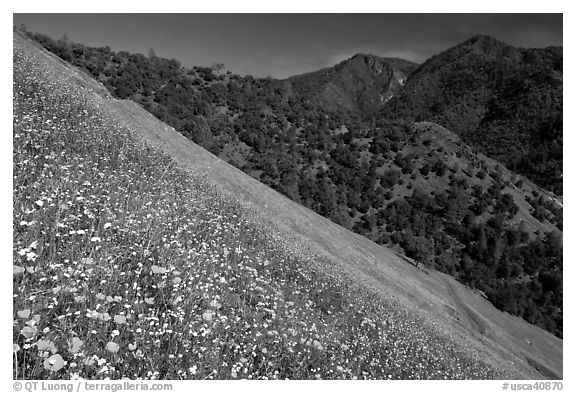 Poppies, popcorn flowers, and lupine on slope. El Portal, California, USA