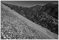 Poppies, popcorn flowers, and lupine on slope. El Portal, California, USA (black and white)