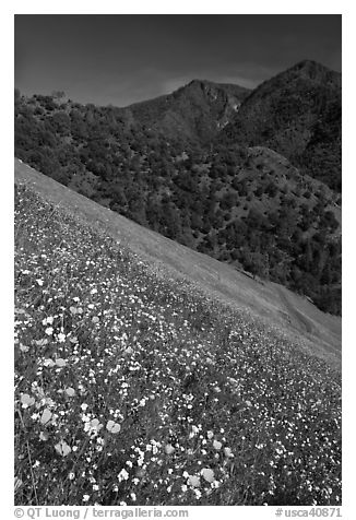 Wildflower blanket and Sierra foothills. El Portal, California, USA