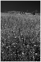 Lupine and hill. El Portal, California, USA (black and white)