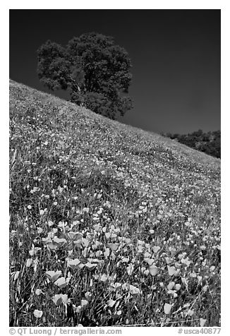 Carpet of poppies and oak tree. El Portal, California, USA (black and white)