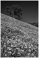 Carpet of poppies and oak tree. El Portal, California, USA (black and white)