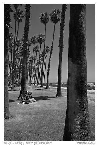Man with bicycle laying on grass bellow beachside palm trees. Santa Barbara, California, USA (black and white)