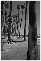 Man with bicycle laying on grass bellow beachside palm trees. Santa Barbara, California, USA (black and white)