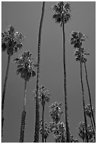 Tall palm tres against blue sky. Santa Barbara, California, USA ( black and white)