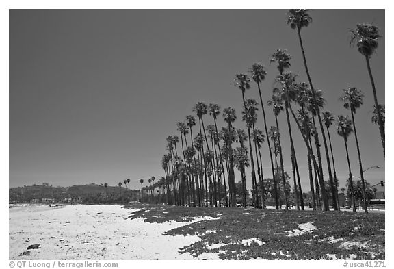 East Beach and palm trees. Santa Barbara, California, USA (black and white)