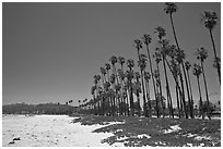 East Beach and palm trees. Santa Barbara, California, USA (black and white)