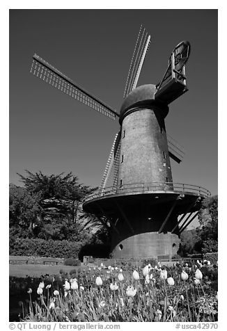Tulips and Historic Dutch Windmill, Golden Gate Park. San Francisco, California, USA