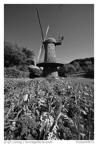 Spring flowers and old windmill, Golden Gate Park. San Francisco, California, USA