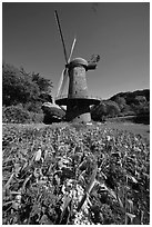 Spring flowers and old windmill, Golden Gate Park. San Francisco, California, USA ( black and white)