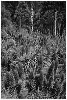 Pride of Madera flowers and eucalyptus trees, Golden Gate Park. San Francisco, California, USA (black and white)