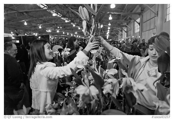 Woman buys orchid plant, Mason Center. San Francisco, California, USA
