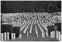 San Francisco National Cemetery, Presidio of San Francisco. San Francisco, California, USA ( black and white)