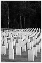 Headstones, San Francisco National Cemetery, Presidio. San Francisco, California, USA ( black and white)