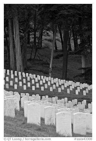 Headsones and forest, San Francisco National Cemetery, Presidio. San Francisco, California, USA (black and white)