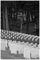 Headsones and forest, San Francisco National Cemetery, Presidio. San Francisco, California, USA ( black and white)