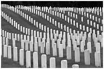 Graves, San Francisco National Cemetery, Presidio. San Francisco, California, USA ( black and white)