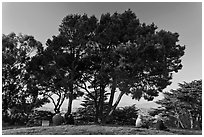 Buena Vista Park. San Francisco, California, USA ( black and white)