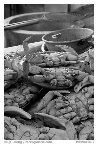 Close-up of crabs, Fishermans wharf. San Francisco, California, USA (black and white)