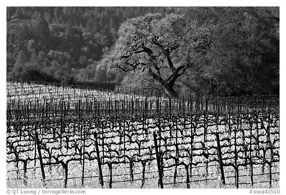 Vineyard and oak tree in spring. Napa Valley, California, USA (black and white)