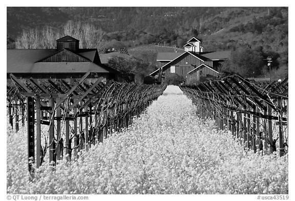 Mustard flowers, vineyard, and winery building. Napa Valley, California, USA (black and white)